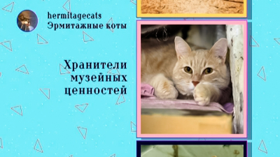 В выходные в Петербурге отметят День эрмитажного кота