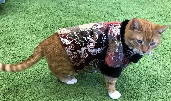 Коллекция пальто кота Филимона пополнилась новым нарядом из бархата - tvspb.ru