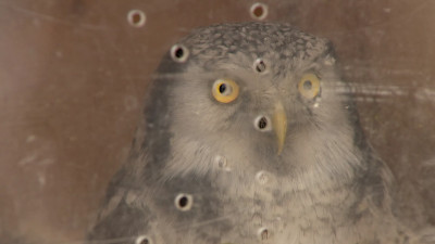 Всемирный день дикой природы в Петербурге отметили выпуском ястребиной совы