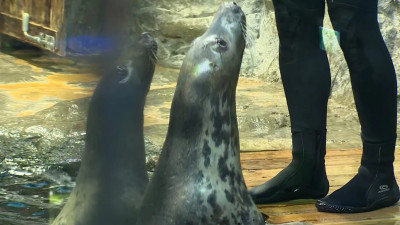 Тюлени из Петербургского океанариума получили необычные подарки на юбилеи