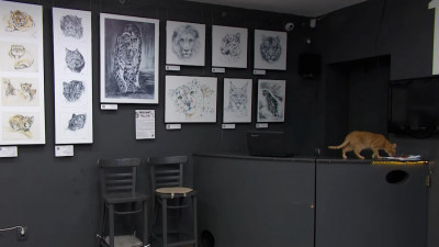 В Петербурге открылась выставка картин, посвященных кошкам