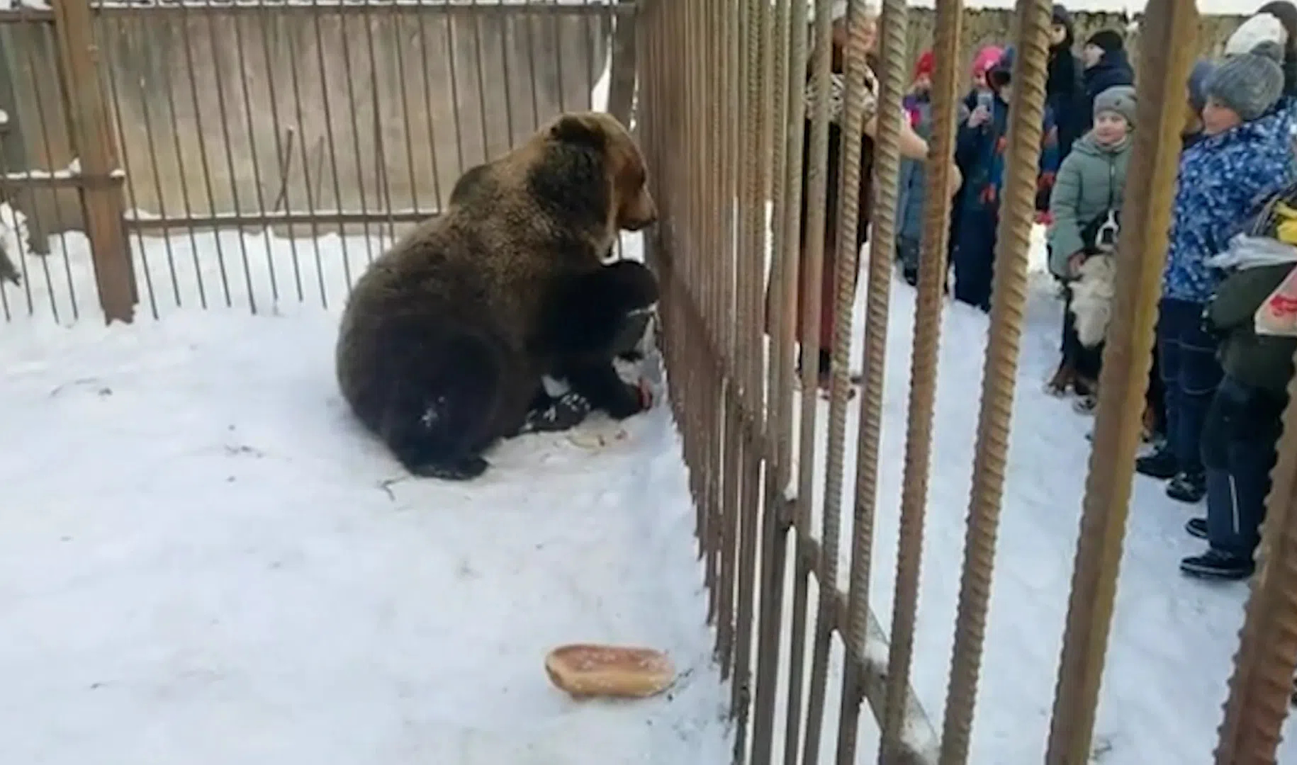 памятник медведице винни в лондонском зоопарке