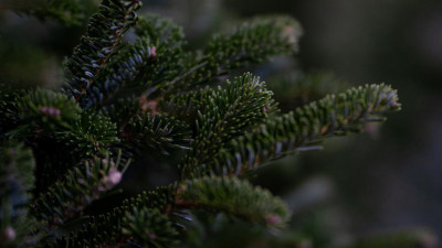 Один из интернет-сервисов запускает в Петербурге акцию по аренде живых елок