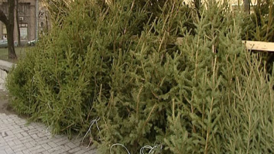 Елочные базары откроются в Петербурге с 20 декабря