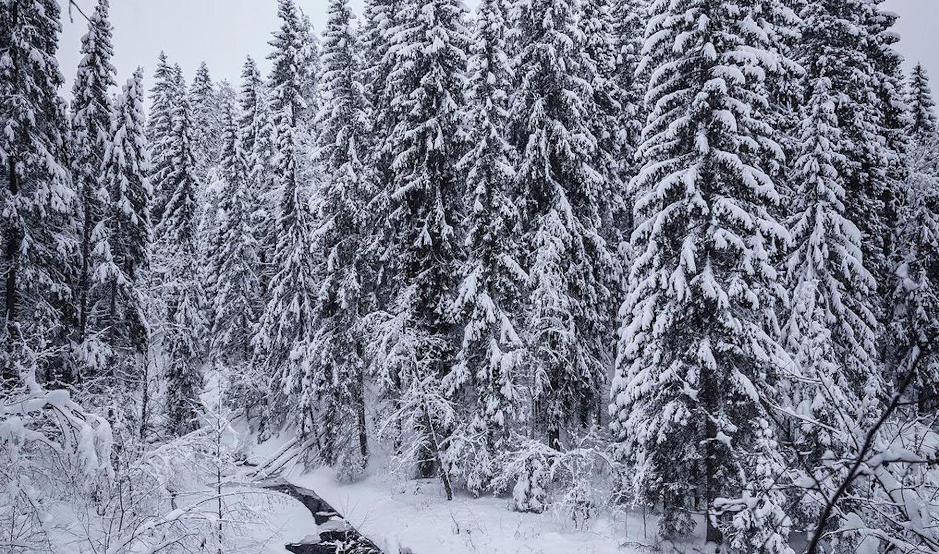 сестрорецк в снегу. холодно в ленобласти. холодно в ленобласти. аномальный холод. метель ленинградская область.