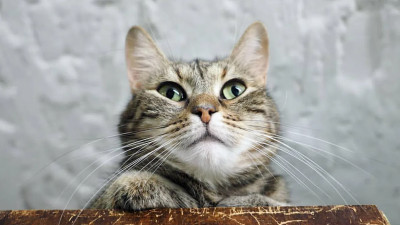 Эрмитажных котов признали одной из культурных особенностей России