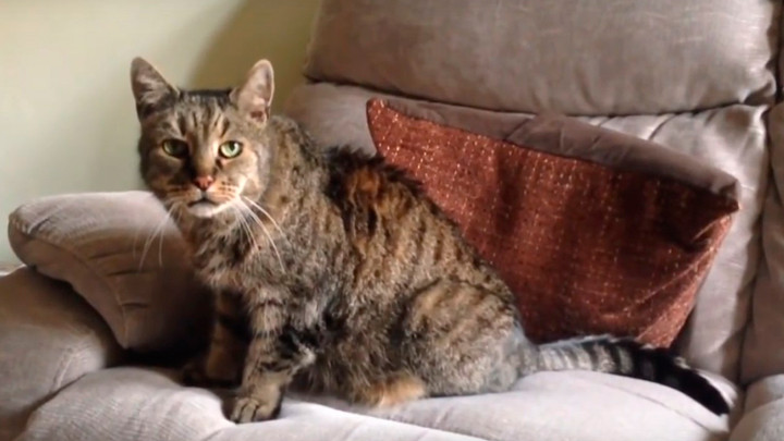 Самый старый кот