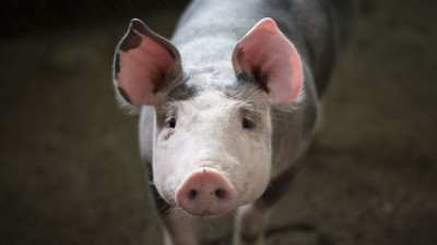 Совфед заявил о возможном выходе России из ВТО из-за иска об импорте свинины