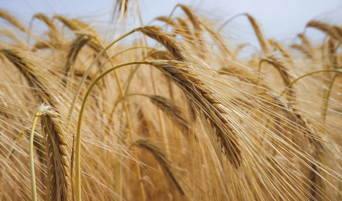 Из России запретили экспортировать зерно в страны ЕАЭС - tvspb.ru