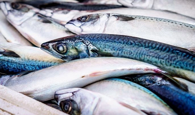 В Петербурге браконьеры выловили 100 кг рыбы за неделю - tvspb.ru