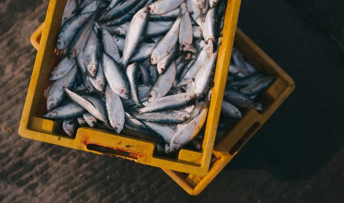 В Китае озвучили новую версию появления COVID-19 - tvspb.ru