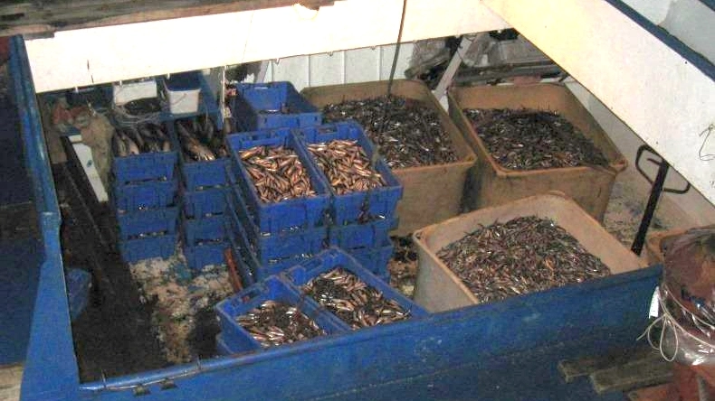 В Ленобласти на судне нашли более 3 тонн незаконно выловленной корюшки - tvspb.ru