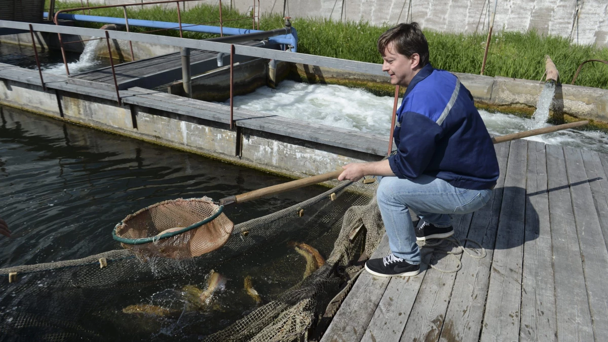 В Ленобласти вывели новую породу форели - tvspb.ru