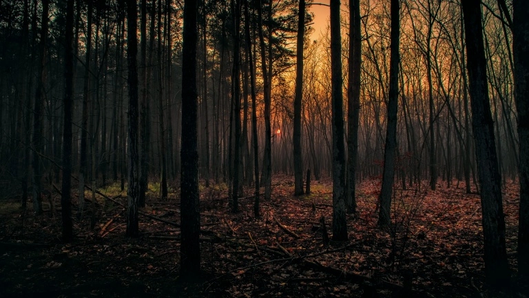 Более 200 человек ищут мальчика, пропавшего в лесу на Кубани - tvspb.ru