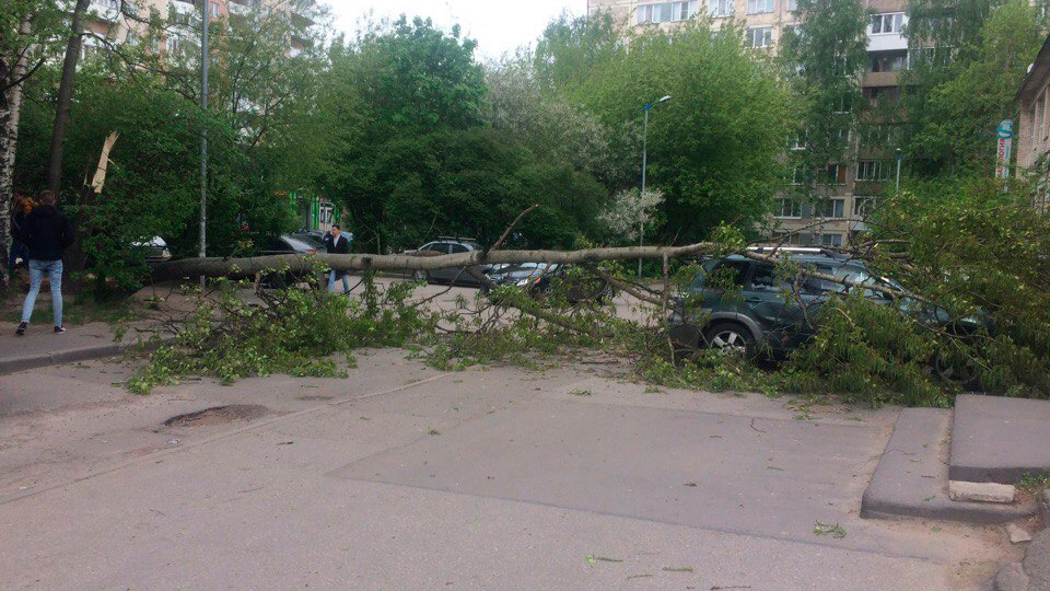 Обещанный спасателями на пятницу сильный ветер уже роняет деревья на машины - tvspb.ru