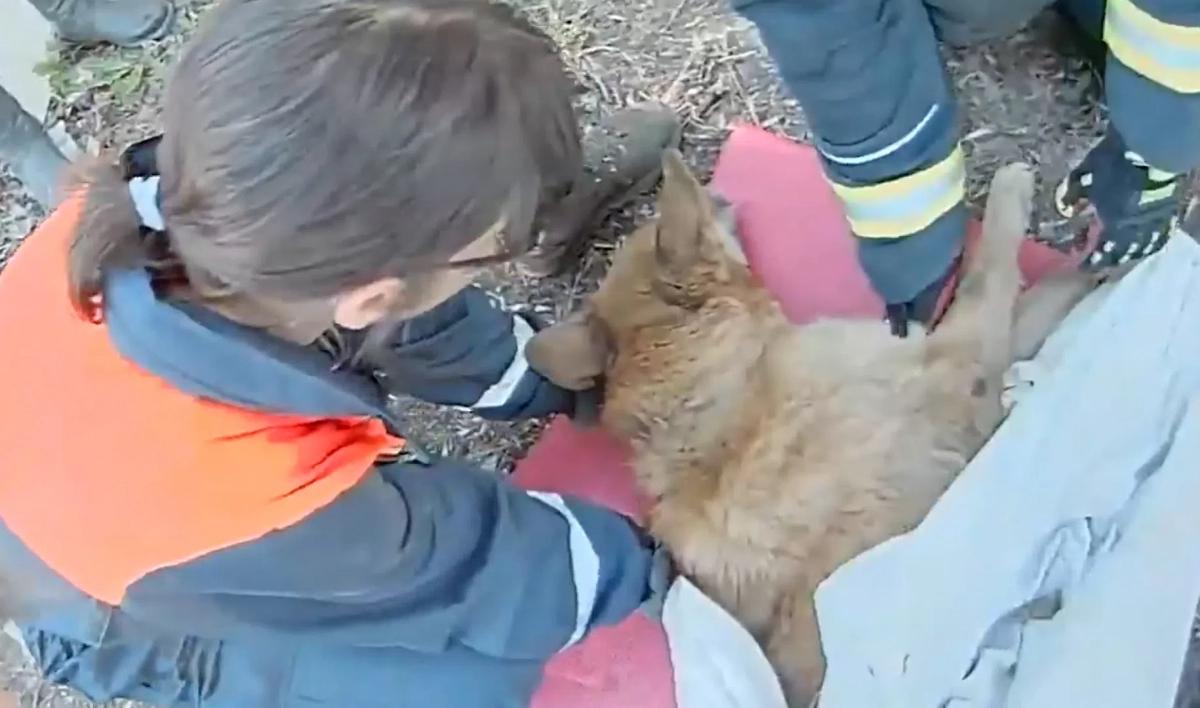 Ветеринары борются за жизнь собаки, брошенной умирать под бетонными плитами в Петербурге - tvspb.ru