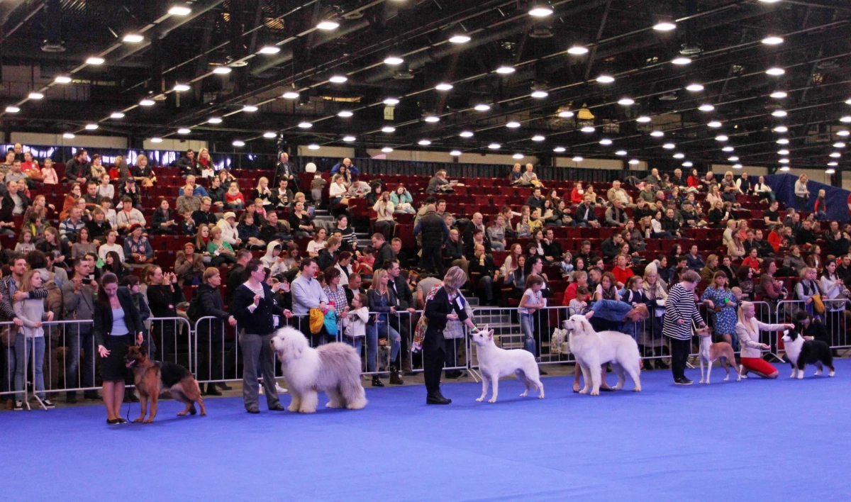Более трех тысяч собак приедут на выставку в «Экспофорум» - tvspb.ru