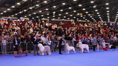 Более трех тысяч собак приедут на выставку в «Экспофорум»
