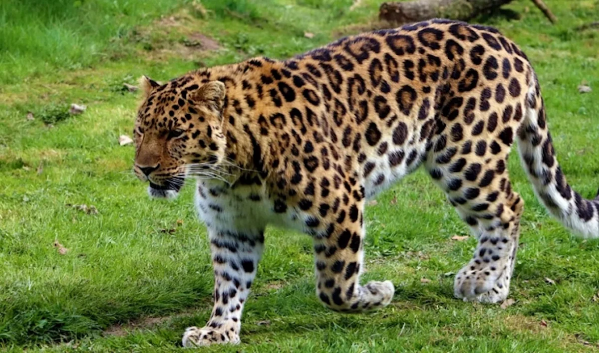 Петербургские ученые ищут способы остановить вымирание Амурского леопарда - tvspb.ru