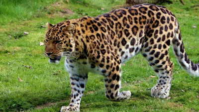 Петербургские ученые ищут способы остановить вымирание Амурского леопарда