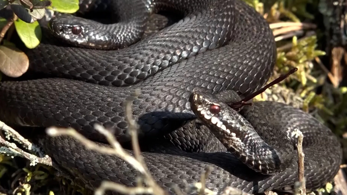    Lampropeltis triangulum sinaloae 1  