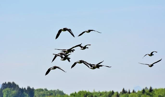 Выпускник СПбГУ создал приложение, способное распознавать голоса птиц - tvspb.ru