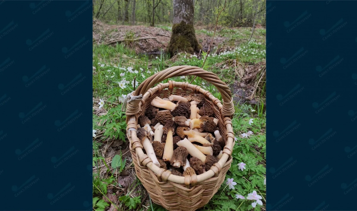 Грибники похвастались урожаем весенних грибов в Ленобласти - tvspb.ru