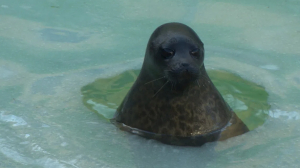 Губернаторский контроль. Экологическая обстановка