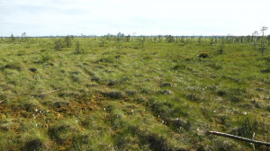 Губернаторский контроль. Экологическая обстановка