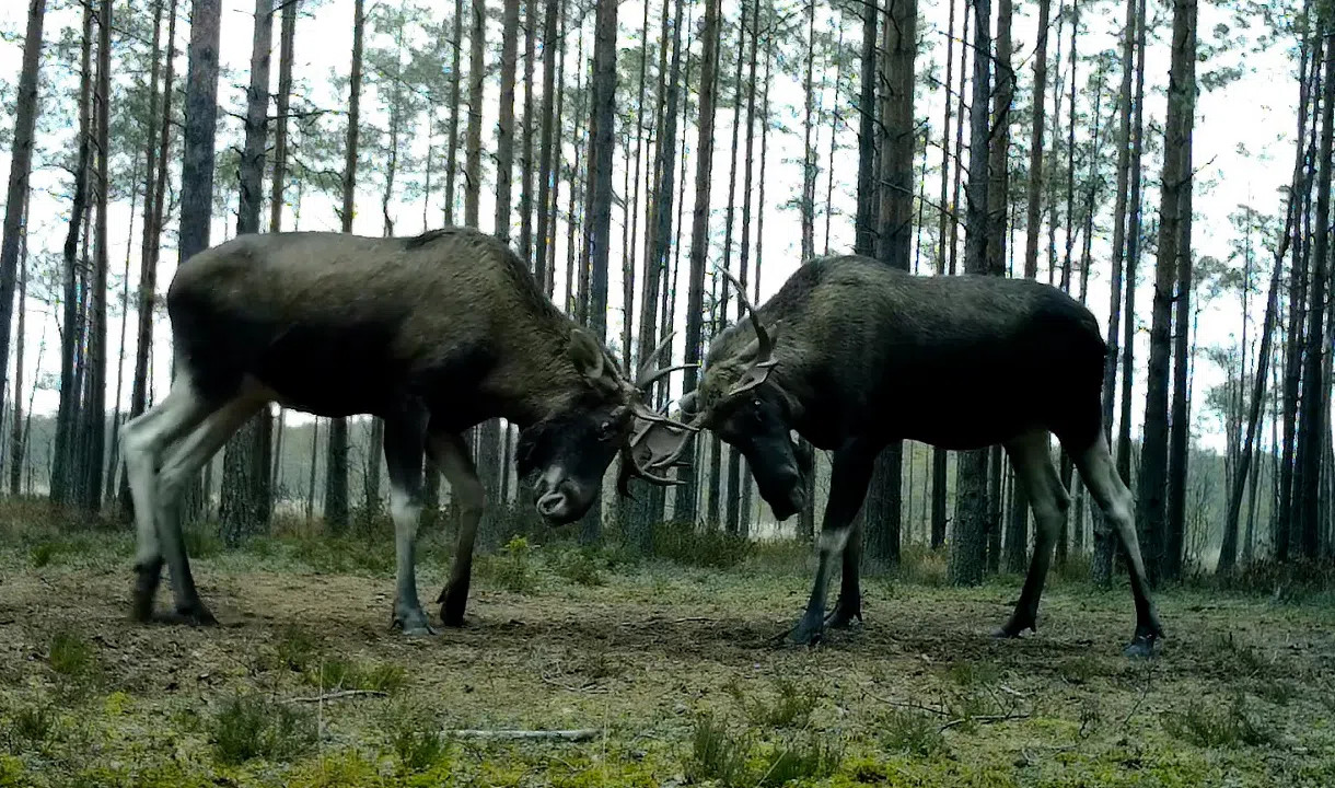 Ленинградским лосям