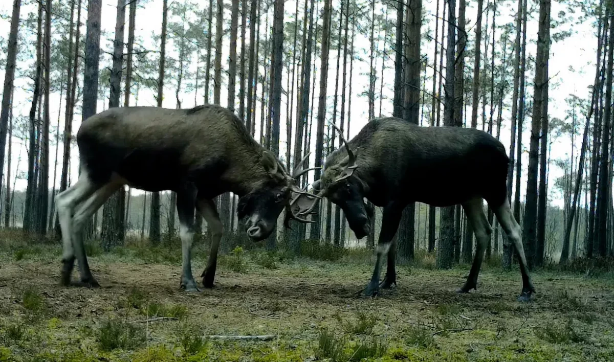 Лоси в лесах Ленобласти дерутся на месяц дольше, чем положено - tvspb.ru