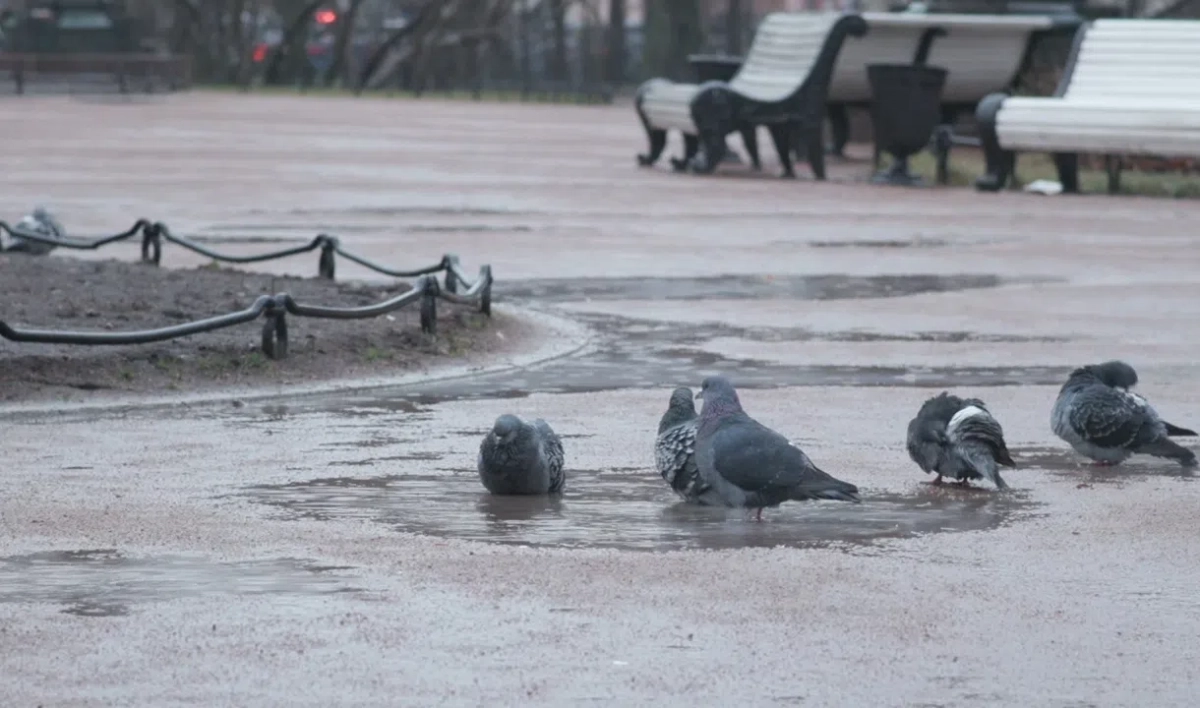 Петербуржцам напомнили о том, как правильно кормить птиц в зимний период - tvspb.ru