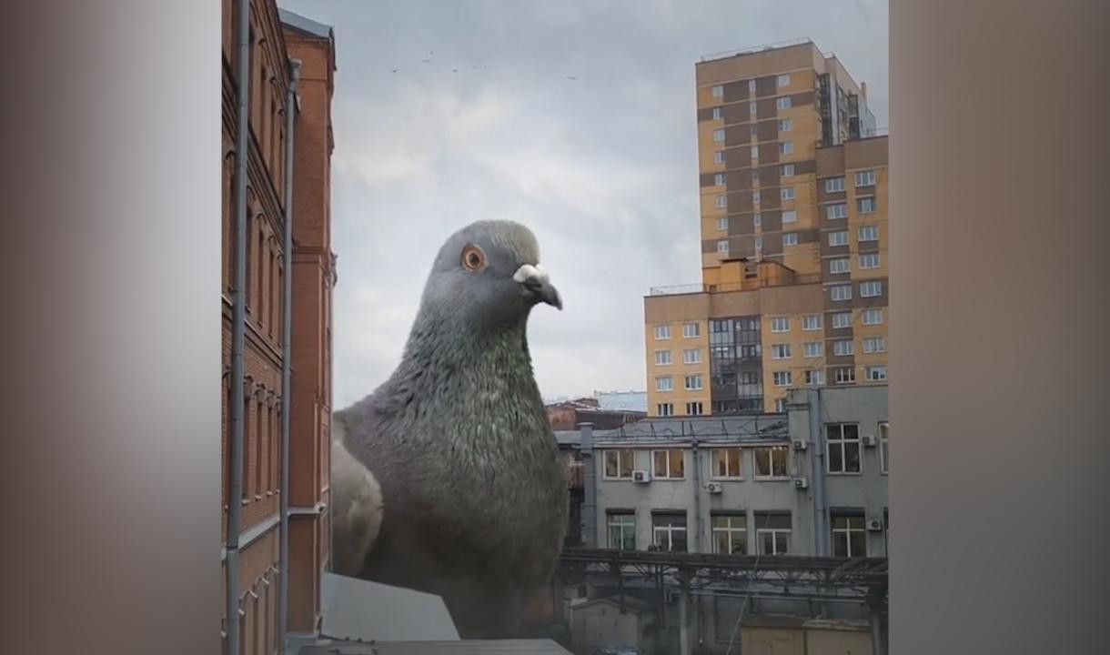 Высота голубей. Гигантский голубь. Голуби Санкт-Петербурга. Гигантский Императорский голубь. Исполинский голубь.