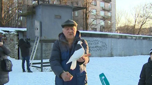 В Петербурге хотят снести очередную голубятню