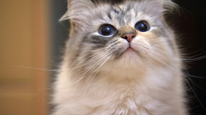 Весенние заболевания у животных и их профилактика