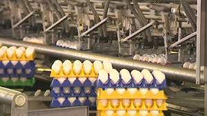 Цвет, размер или категория: что важнее при выборе качественных куриных яиц.