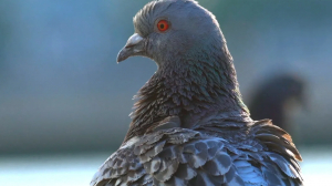 Не обнимайтесь с голубями и научитесь задерживать дыхание: орнитоз — штука неприятная