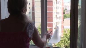 Чайка по имени Чайковский или как подружиться с пернатым?