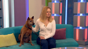 Вопросы донорства крови у собак: как стать и где искать