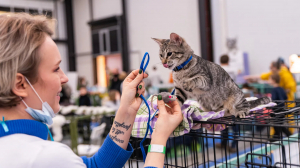 Мир домашних питомцев