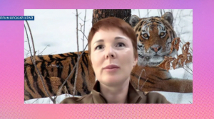 Какой он в жизни — символ года: знакомимся с амурским тигром в природе