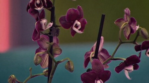 Тайна чёрной орхидеи