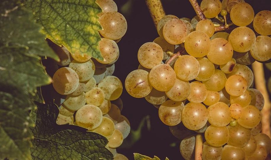 В Шушарах на складе обнаружили 4 тонны зараженного винограда - tvspb.ru