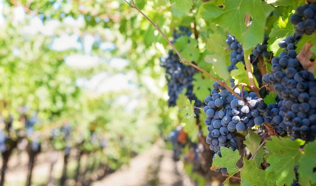 В России утвердили план развития виноделия - tvspb.ru