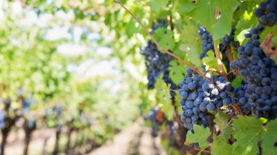 В России утвердили план развития виноделия