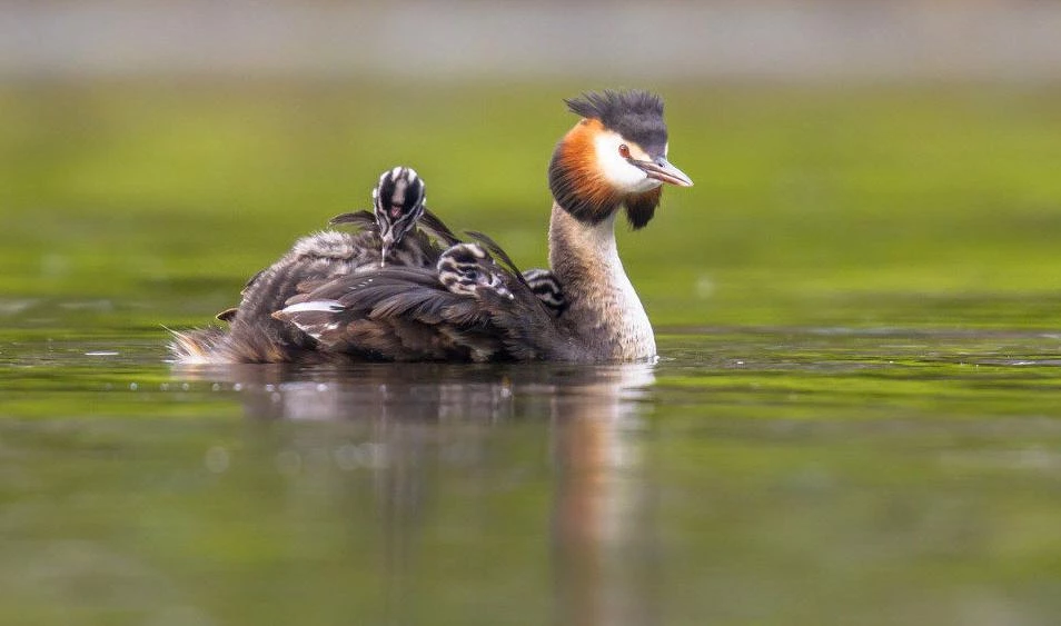 Ученые СПбГУ выяснили, что петербургские чомги гнездятся под покровительством озерных чаек - tvspb.ru