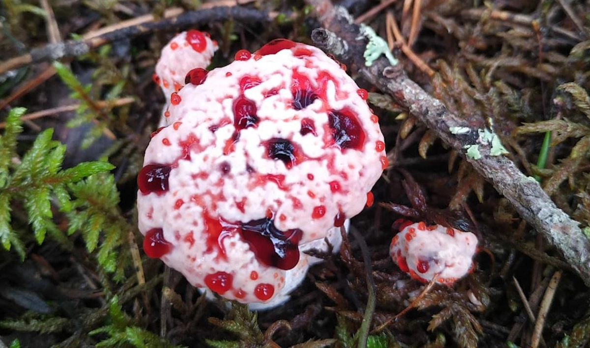 Жительница Ленобласти нашла в лесу необычные грибы - tvspb.ru