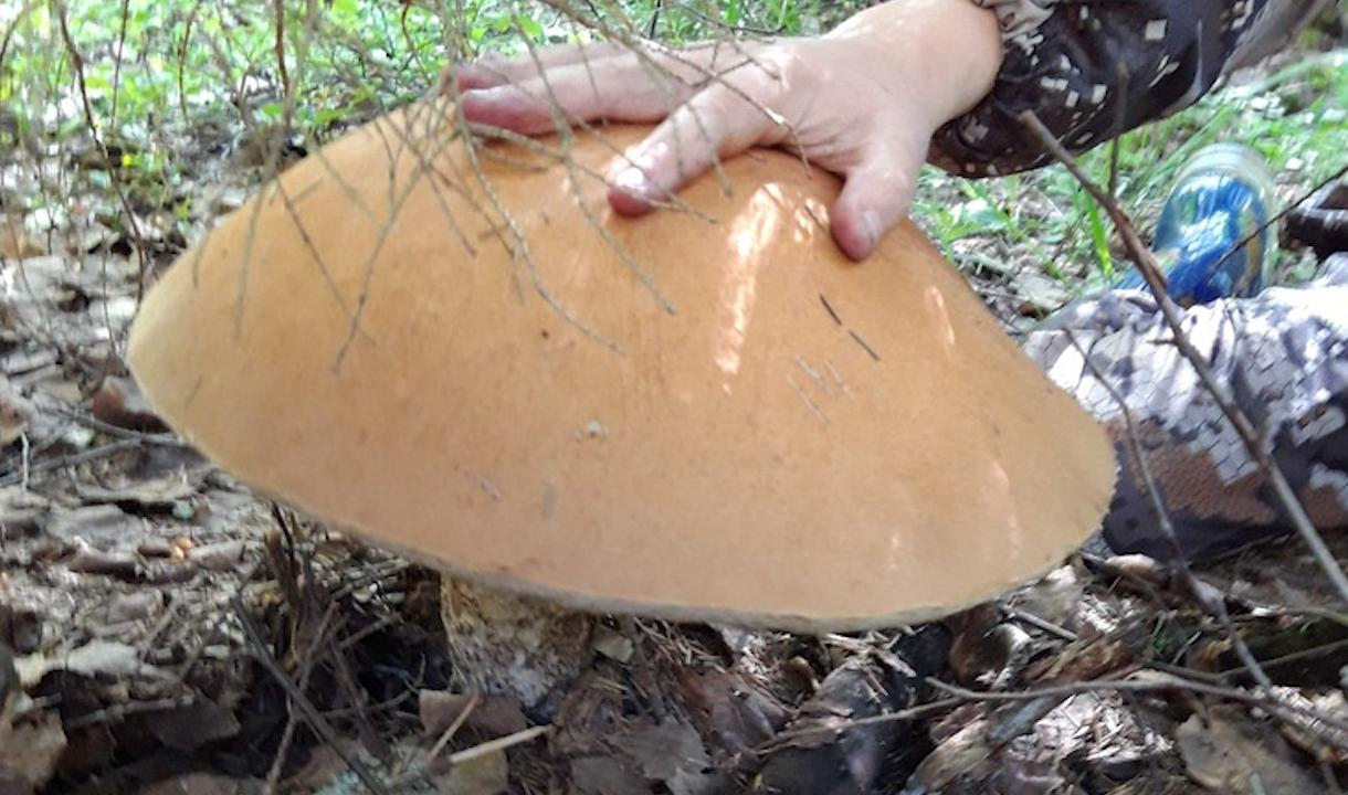 Под Выборгом нашли гриб-гигант