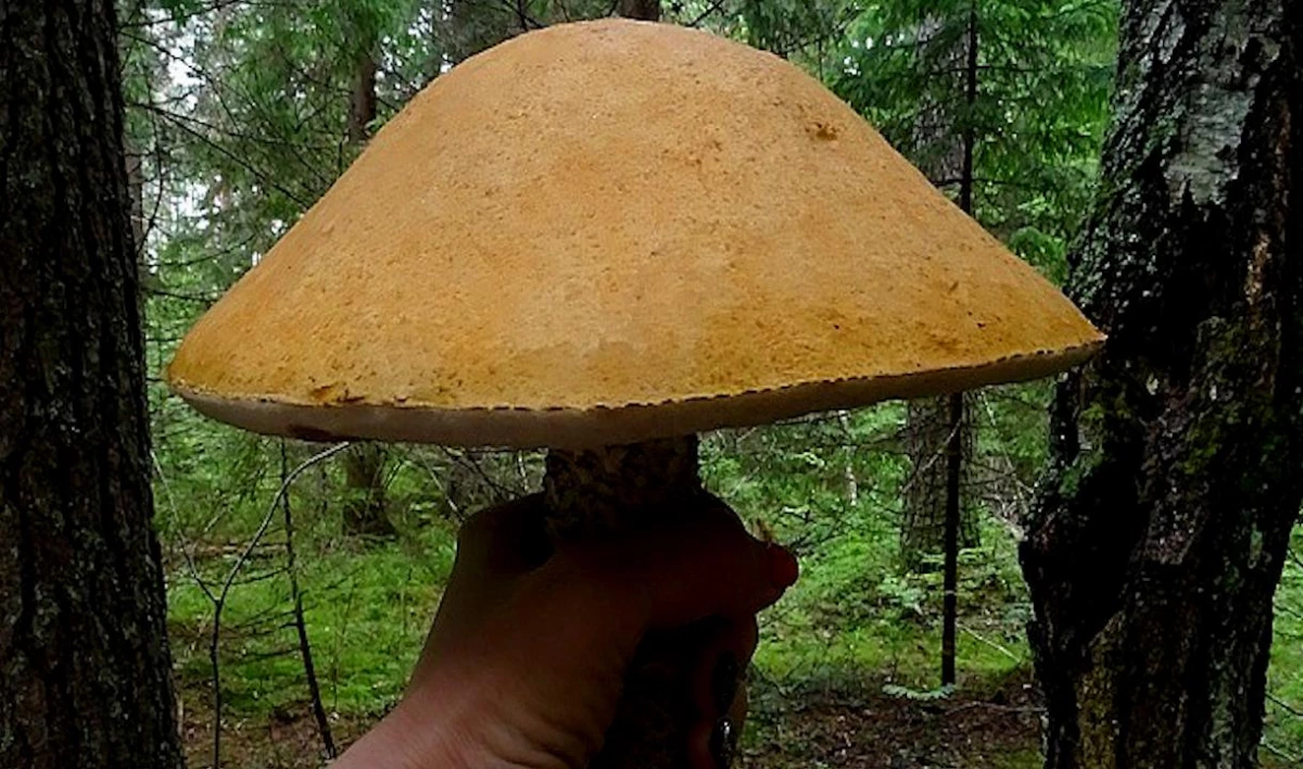 Царь-гриб. В Ленобласти нашли гигантский подосиновик - tvspb.ru