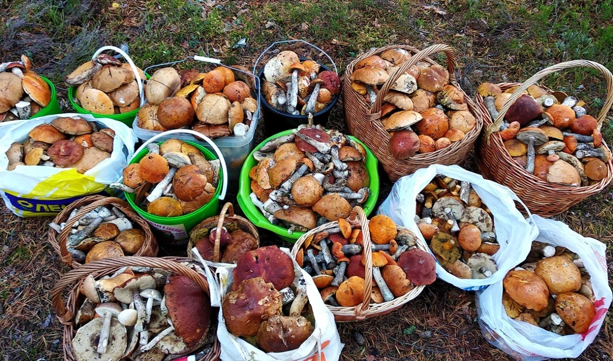 Жители продолжают собирать корзины грибов в лесах Ленобласти - tvspb.ru
